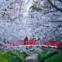 【埼玉】美しい川沿いの桜🌸名所