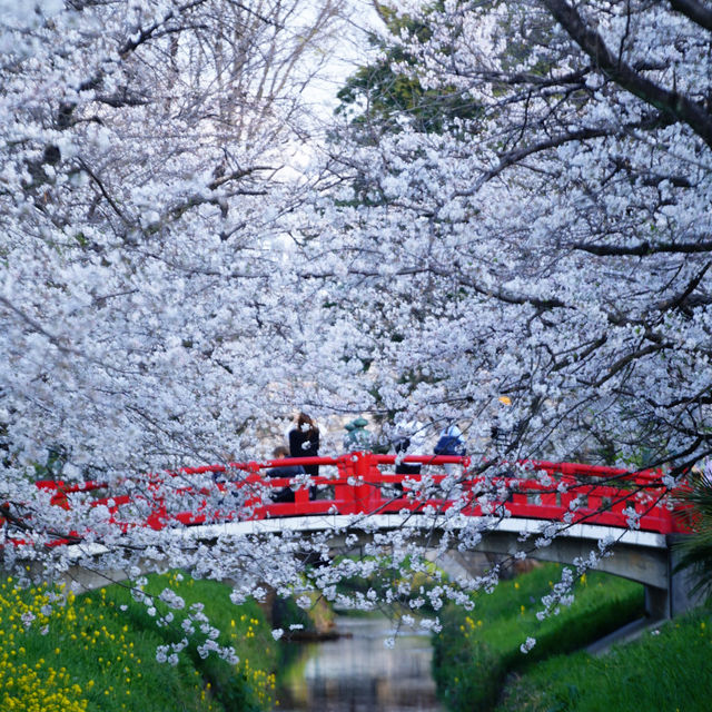 【埼玉】美しい川沿いの桜🌸名所