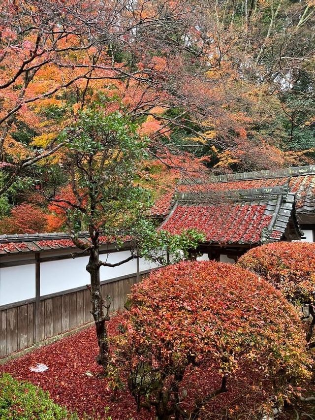 BISHAMON-DO TEMPLE : วัดพรมแดงแห่ง KYOTO