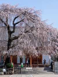 【雑誌風】東京周辺の桜撮影スポット７選！FOCUS Vol.002