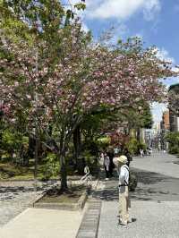 자연의 싱그러움, 분홍 꽃이 만발하고 🌸 나무와 풀의 푸르름이 깃든 🌳 도쿄 봄여행지 추천
