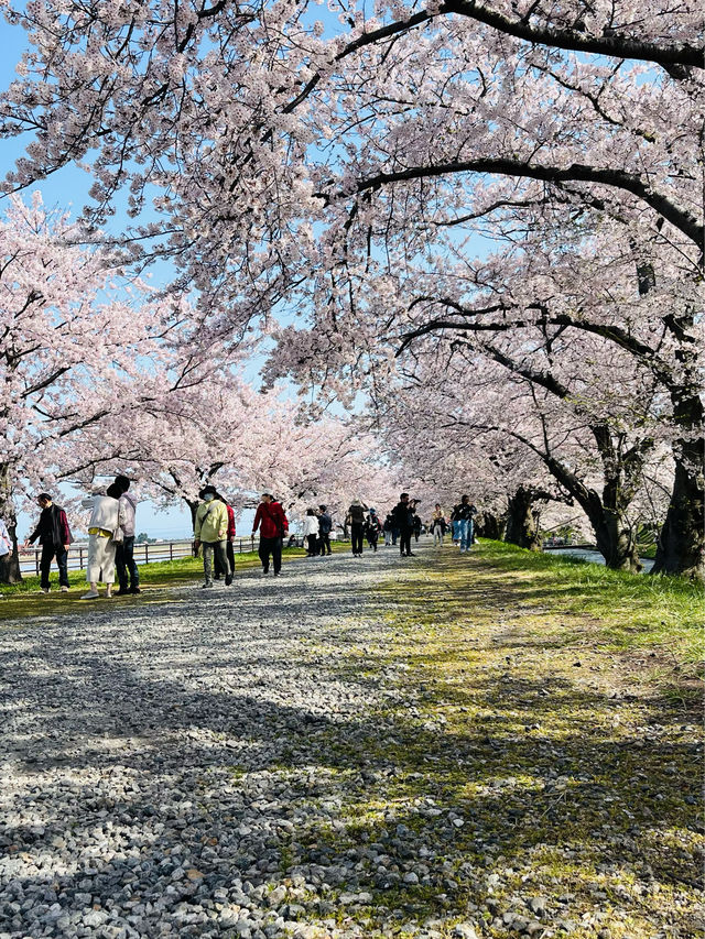 富山で桜を見るなら！舟川辺りの桜並木
