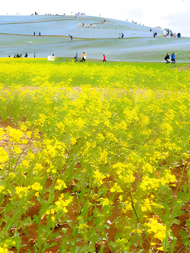 ネモフィラ見るならここに行け！ひたち海浜公園