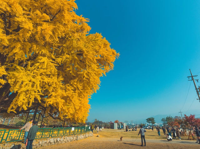 The Ginkgo tree in South Korea Gangwon Province