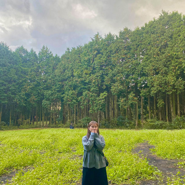 제주 숲이 너무 아름다운 안돌오름 비밀의 숲🌳🚙