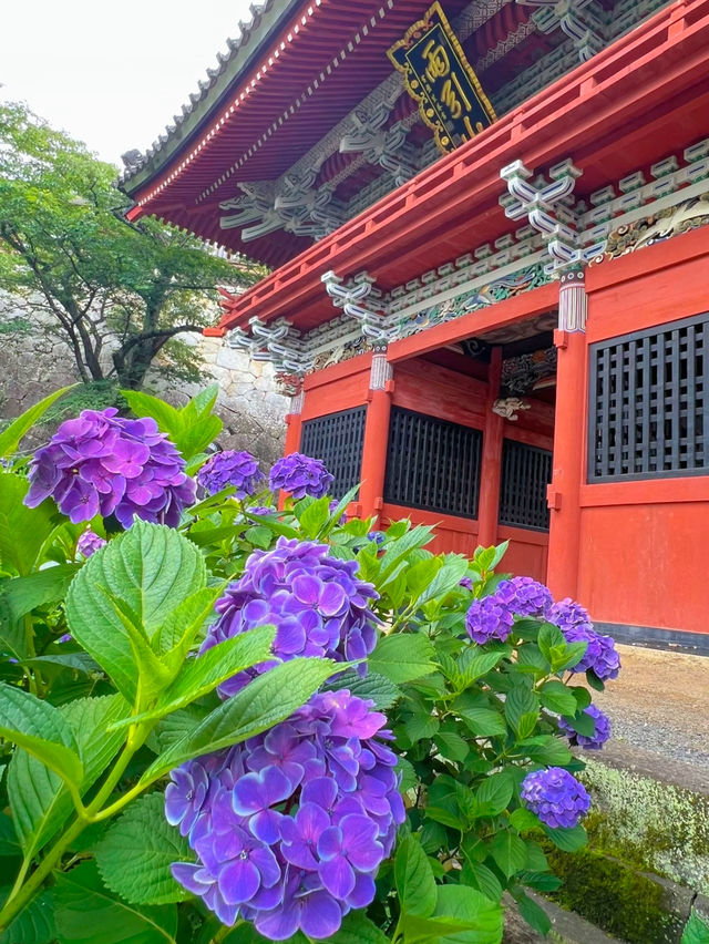 【茨城】紫陽花の水中花が絶景すぎる💙一度は行きたいあじさい寺