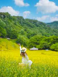 노랑가득 힐링가득 추정리유채꽃축제 사진남기는팁💛🌼