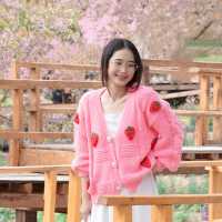 🌸 ซากุระเมืองไทย @ขุนวาง เชียงใหม่