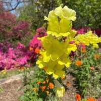 【福岡観光】園内お花で埋め尽くされていて素敵
