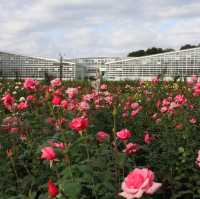 神代植物公園賞花