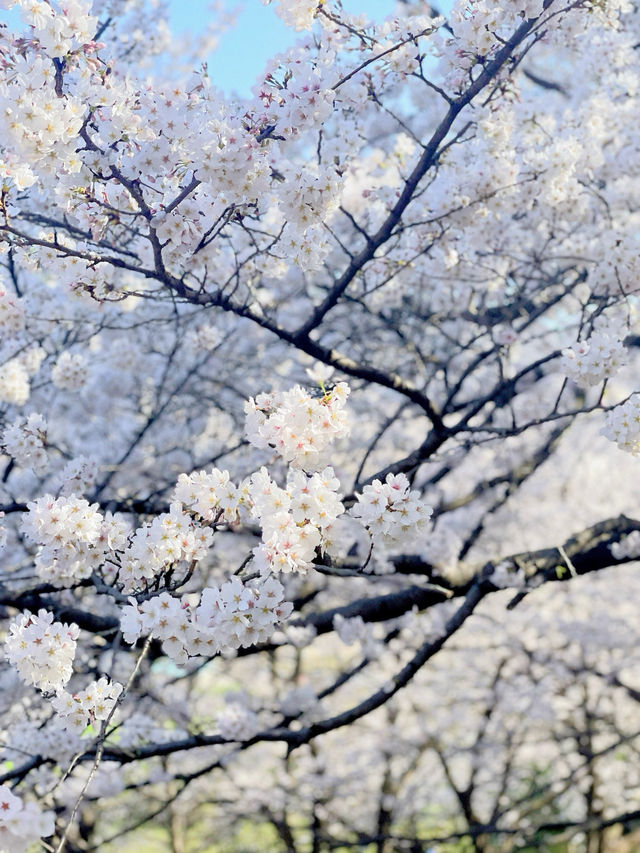 설국에 와있는 듯한 이곳 하동 십리벚꽃길💗