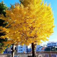 Matsumoto เมืองเล็กๆ เงียบสงบใน จ.Nagano