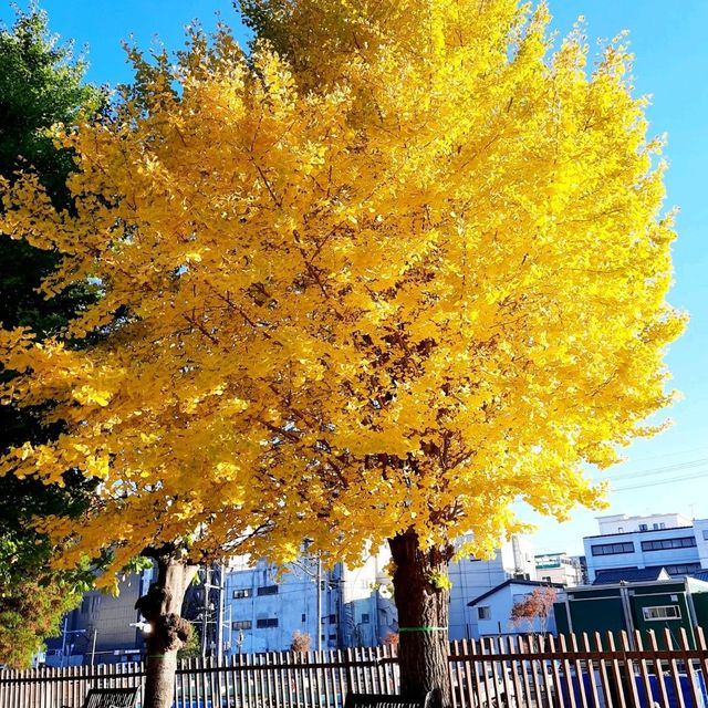 Matsumoto เมืองเล็กๆ เงียบสงบใน จ.Nagano