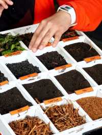 Learning About Tea at Boh Tea Center