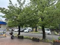 【🇯🇵東京近郊】熱海あたみ桜基準木，櫻花🌸迷必去‼️