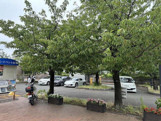 【🇯🇵東京近郊】熱海あたみ桜基準木，櫻花🌸迷必去‼️