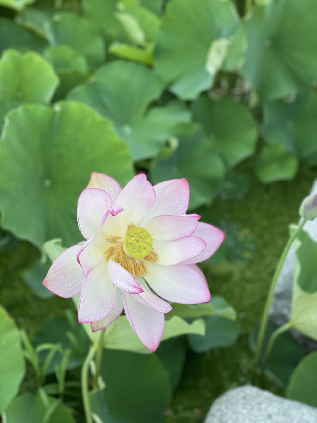 🪷연꽃으로 뒤덮인 이곳은 부산, 창원 근교에서 가까운 함안 연꽃테마파크입니다 :)🩷