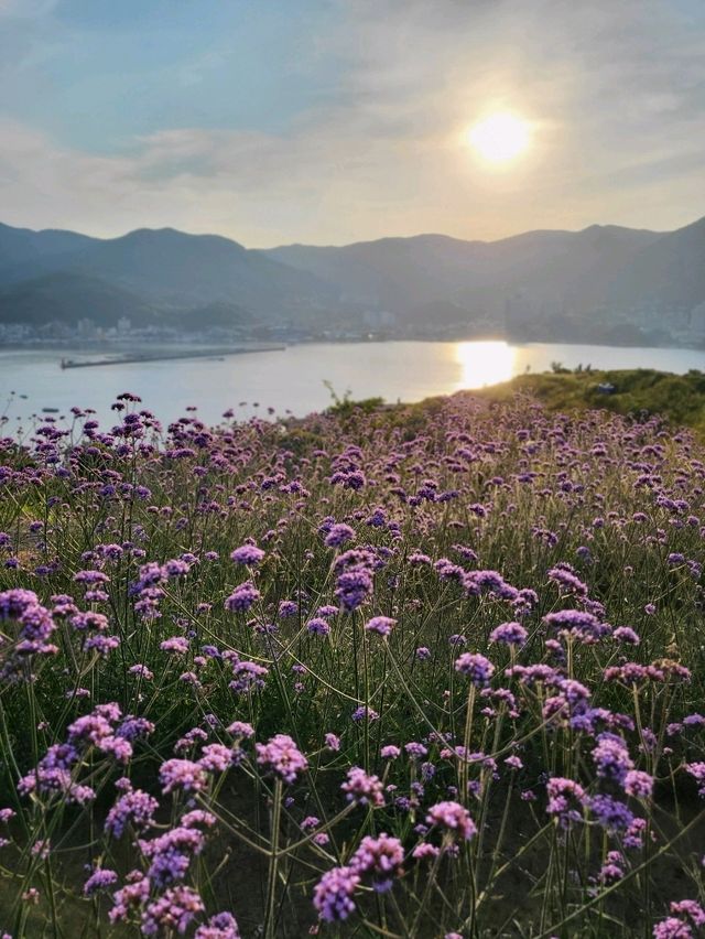 여름꽃들이 만개한 거제 지세포진성꽃동산