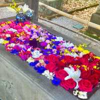 〜埼玉県〜珍しい薔薇の花手水🌹