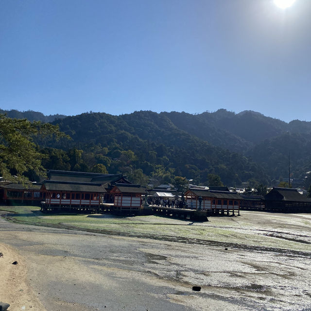 鹿と牡蠣の楽園【広島市内からフェリーてなんと10分】