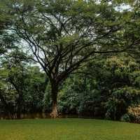 🌳คาเฟ่ในสวน บรรยากาศดี @กาญจนบุรี