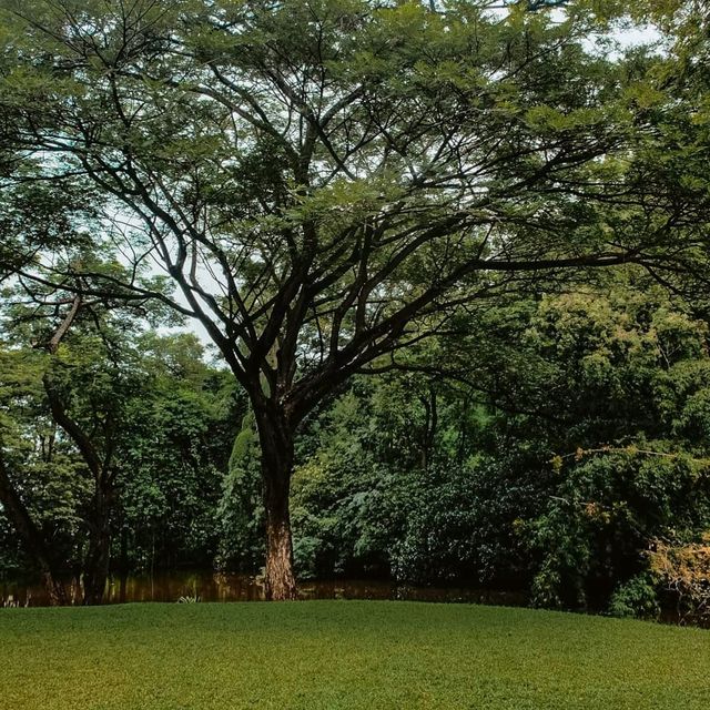🌳คาเฟ่ในสวน บรรยากาศดี @กาญจนบุรี