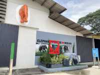Elephant Parade Land เชียงใหม่