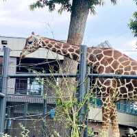圓山（円山）動物園-交通方便，值得參觀的親子景點
