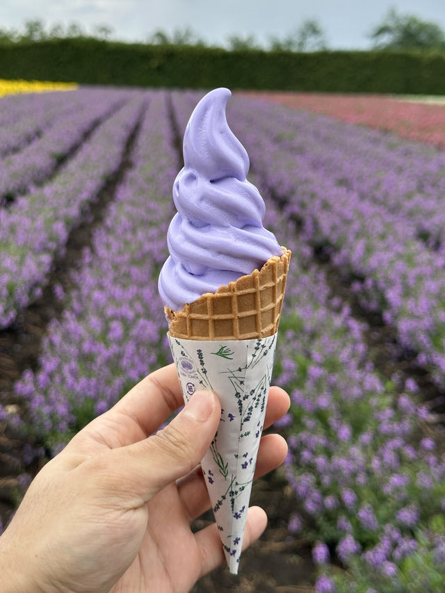 라벤더 향과 🌈 형형색색 꽃들이 아름다운 💜홋카이도 후라노 관광명소