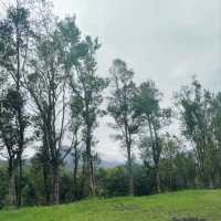 Uncover the Essence of Agarwood at Hoga Gaharu Tea Valley