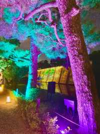 【京都旅】期間限定 ライトアップされた夜の二条城