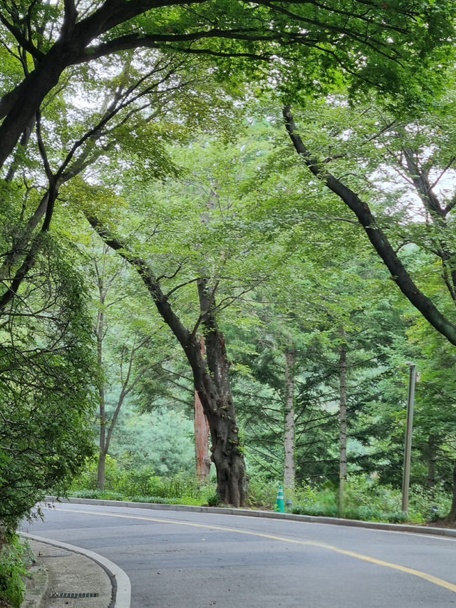 서울에서 사계절을 즐길 수 있는 드라이브 코스 겸 산책로를 추천합니다!!