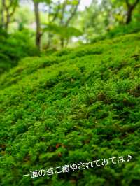 美しい苔と青もみじ癒やされたい！そんな時は【祇王寺】