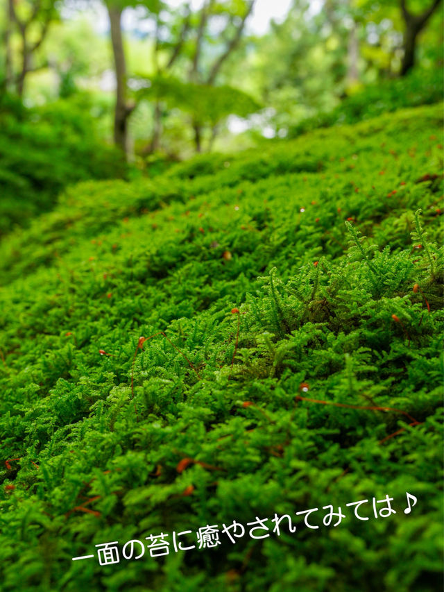美しい苔と青もみじ癒やされたい！そんな時は【祇王寺】