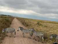 Spot the wildlife on a roam! 
