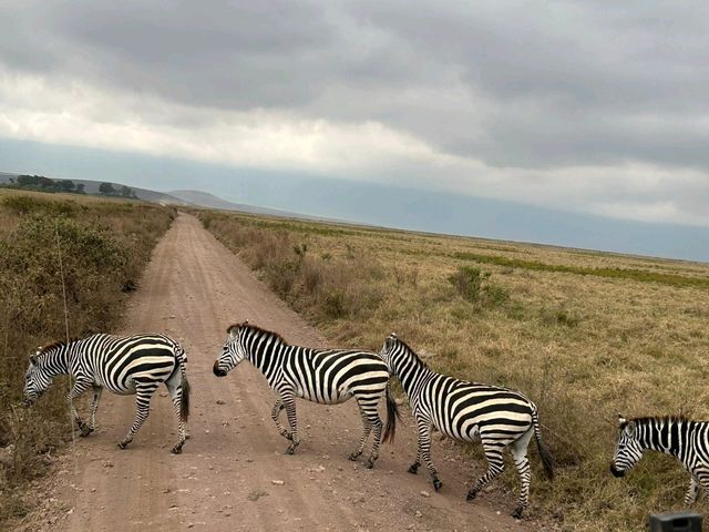 Spot the wildlife on a roam! 