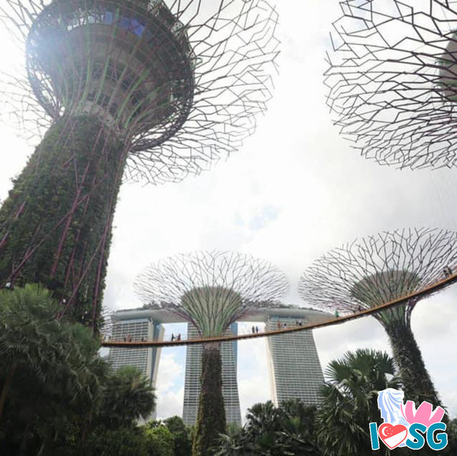 濱海灣花園天空步道-超級樹