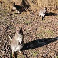 Experience Tasmania’s Wildlife at East Coast Natureworld, Bicheno