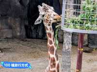 台北-大人小孩都喜歡的最佳親子景點：台北市立動物園