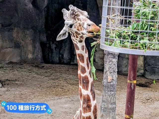 台北-大人小孩都喜歡的最佳親子景點：台北市立動物園