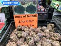 荷蘭阿姆斯特丹-辛格運河上的水上花市：Bloemen Market