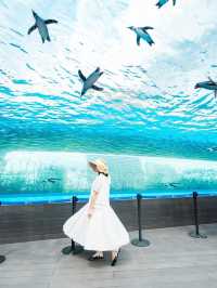 【東京】クラゲとペンギンの幻想的な空間に入ろう