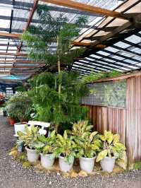 A Day at AGRO Nursery, Adda Heights