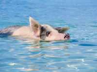 【バハマ ・エグズーマ】美しい海にブタが泳ぐビーチ🐷