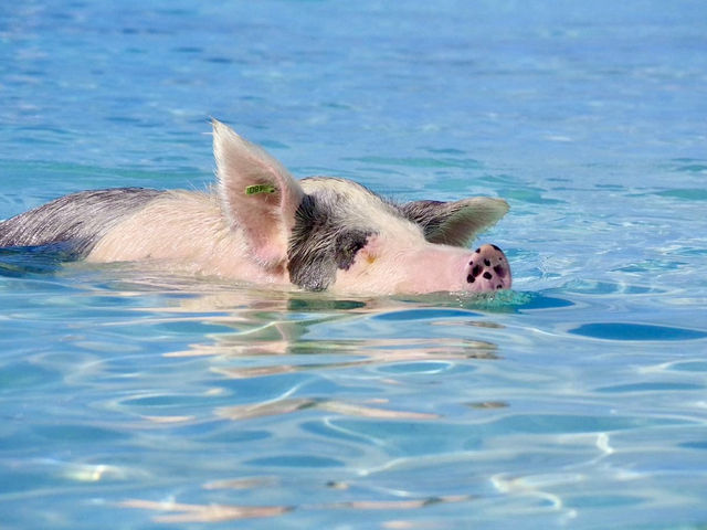 【バハマ ・エグズーマ】美しい海にブタが泳ぐビーチ🐷