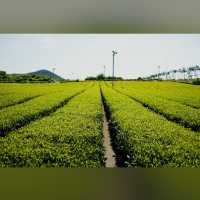 Osulloc Tea Museum