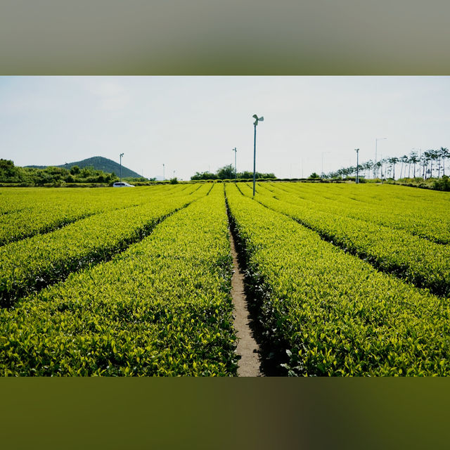 Osulloc Tea Museum