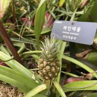 【韓国】約31000種類の植物が見られるソウル植物園🪴