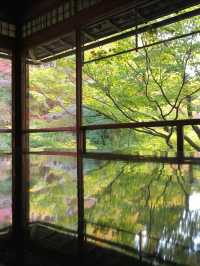 【机に反射する写し紅葉🍁は必見】四季折々に色づく瑠璃光院の特別拝観が今年も始まります✨