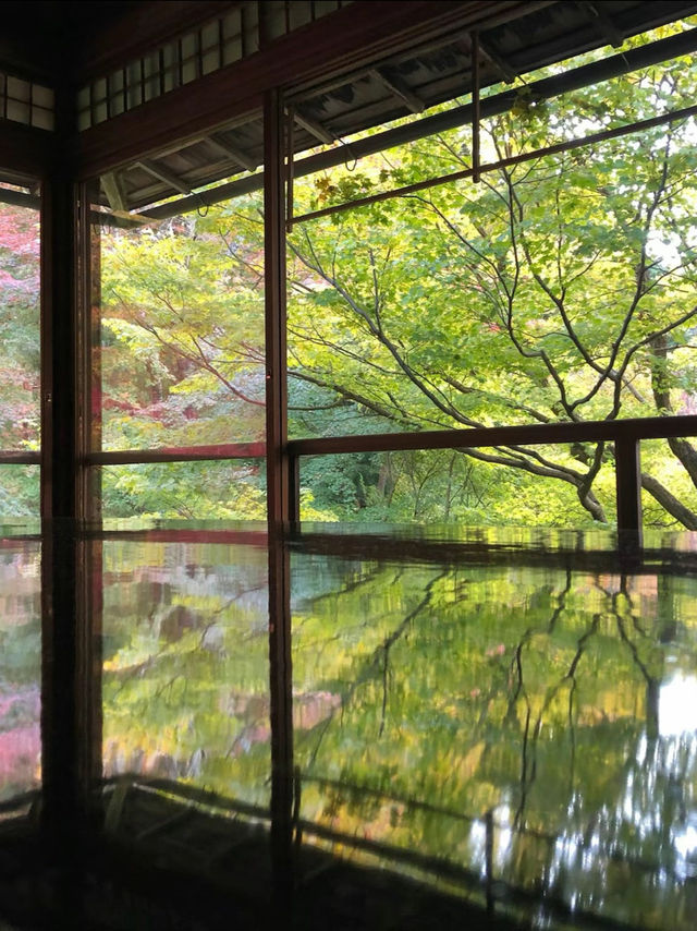 【机に反射する写し紅葉🍁は必見】四季折々に色づく瑠璃光院の特別拝観が今年も始まります✨